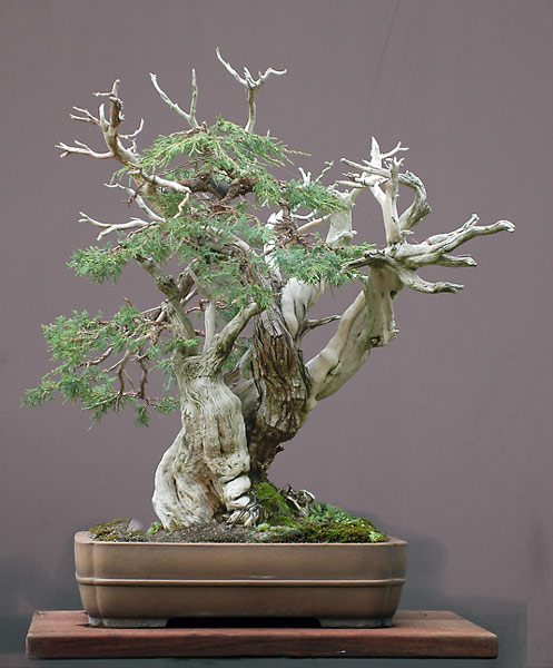 Chậu cuối cùng cho cây Bonsai Rocky Mountain Juniper, Juniperus scopulorum của Walter Pall