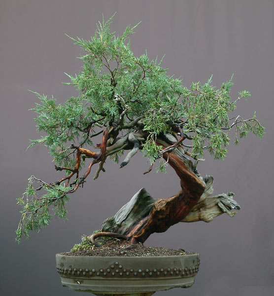 Chùm ảnh và hành trình chinh phục cây cây Bonsai Rocky Mountain Juniper, Juniperus scopulorum tao nhã của Walter Pall