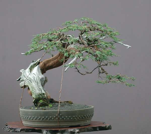 Chùm ảnh và hành trình chinh phục cây cây Bonsai Rocky Mountain Juniper, Juniperus scopulorum tao nhã của Walter Pall