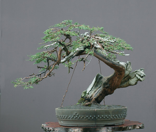 Chùm ảnh và hành trình chinh phục cây cây Bonsai Rocky Mountain Juniper, Juniperus scopulorum tao nhã của Walter Pall