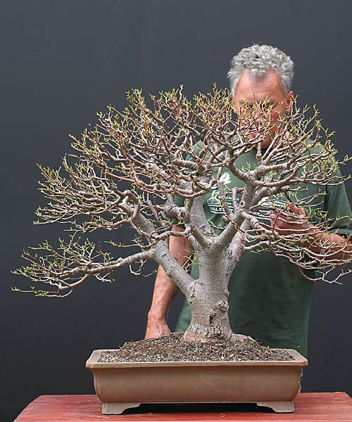 Làm rụng lá một cây Đoạn châu Âu (European linden, Tilia platiphyllos) – Walter Pall