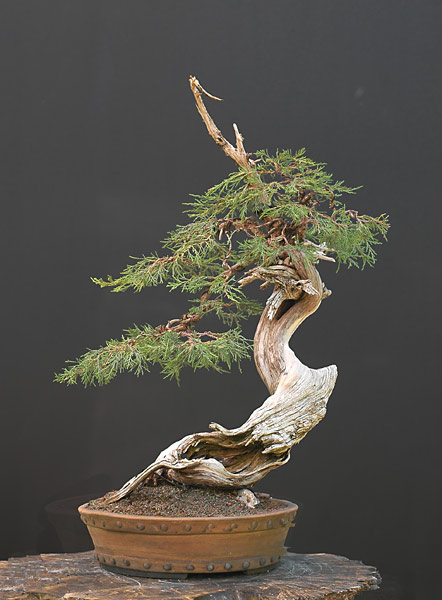 Chùm ảnh cây Bách Xù Núi Rocky mới (New Rocky Mountain Juniper) – Walter Pall