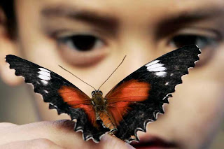 Derya Nin Notlari Kelebek