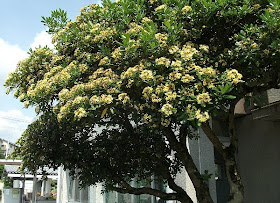 我が爺たるライフ トベラ