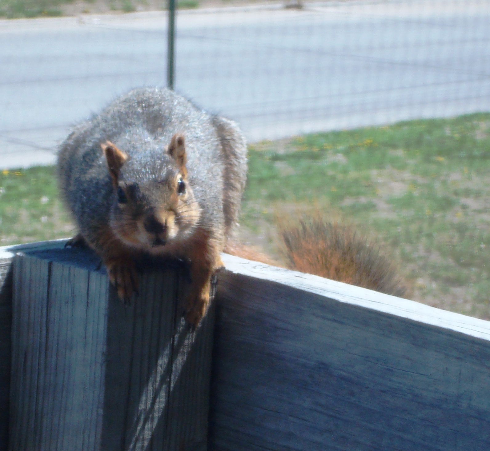 [squirrel+2.JPG]