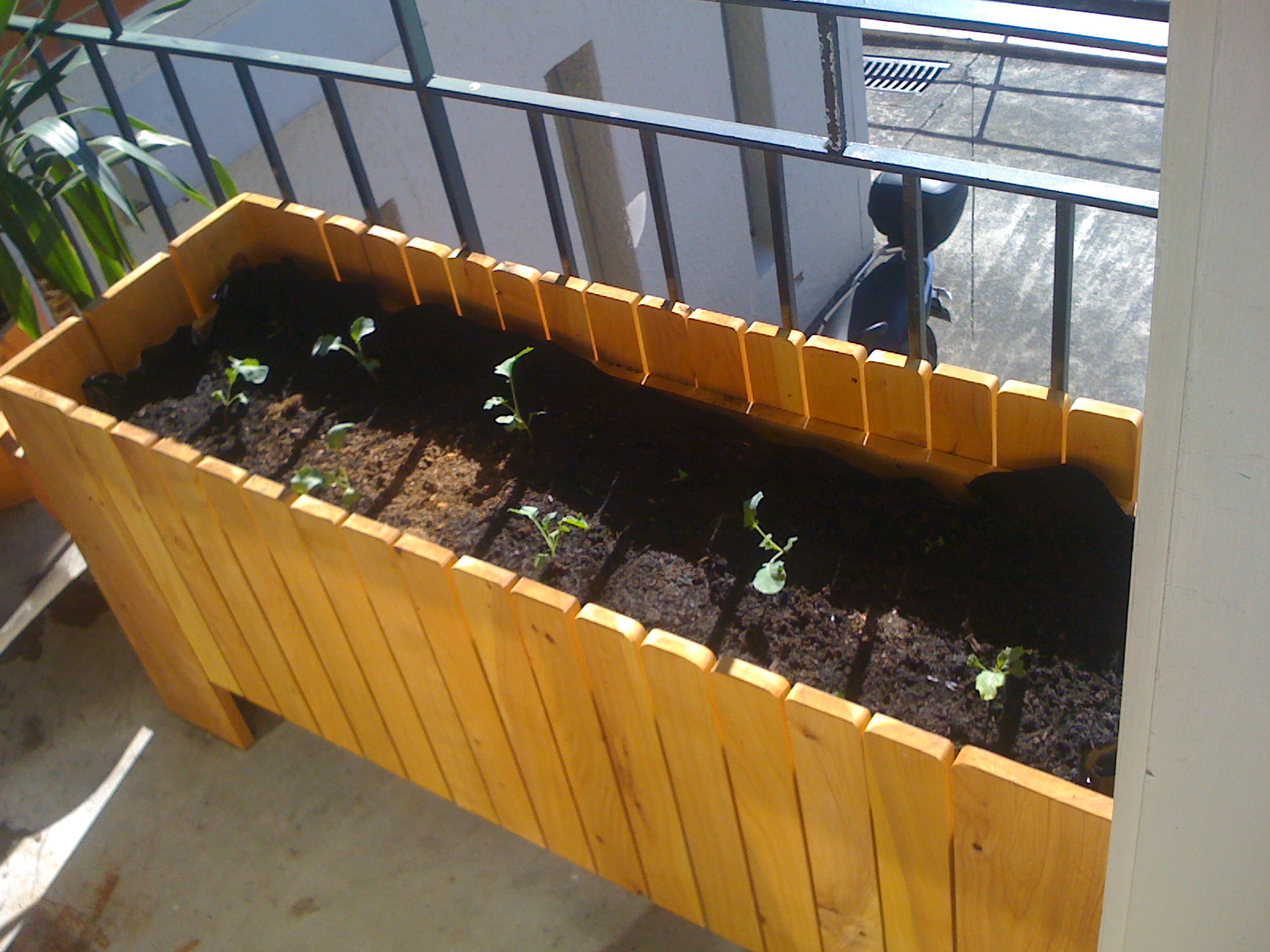 Sustainability and the City Growing Vegetables on Your Apartment Balcony