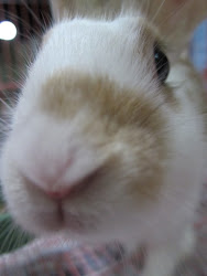 Rabbit ♥