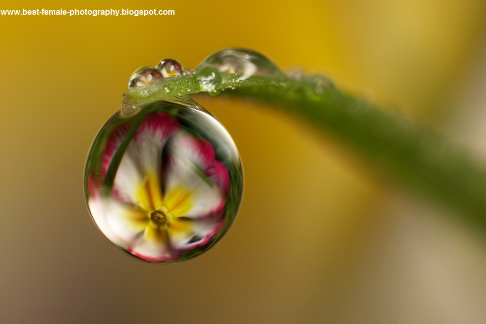 What is the best option for taking a macro photography