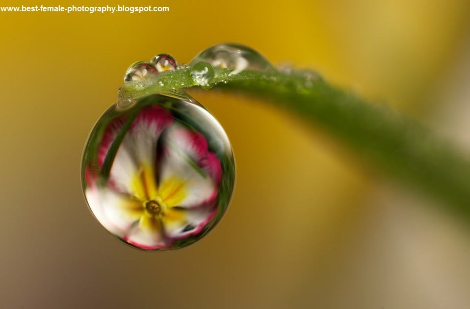 What is the best option for taking a macro photograph