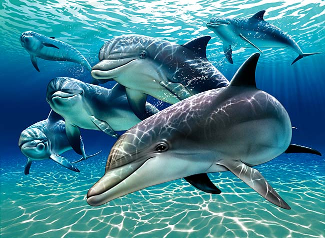 animal planet wallpaper. dolphins wallpapers. dolphins