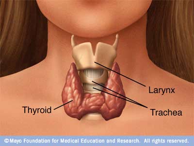 [thyroid.jpg]