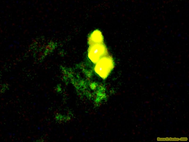 [InsectoBiolumQuintalJul2009_1a.JPG]