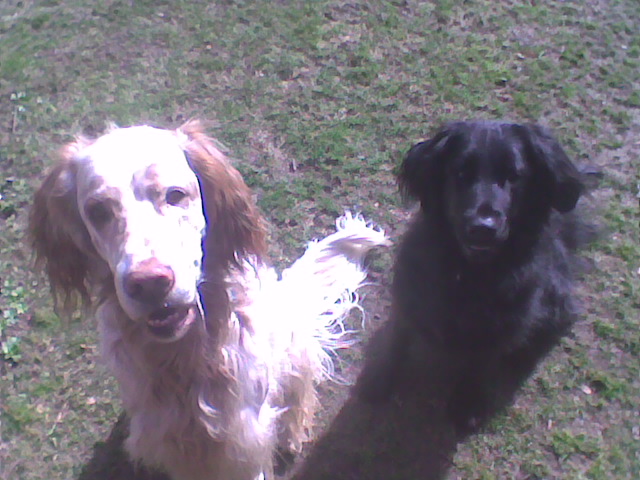 Feine Hundedamen Marz 2010