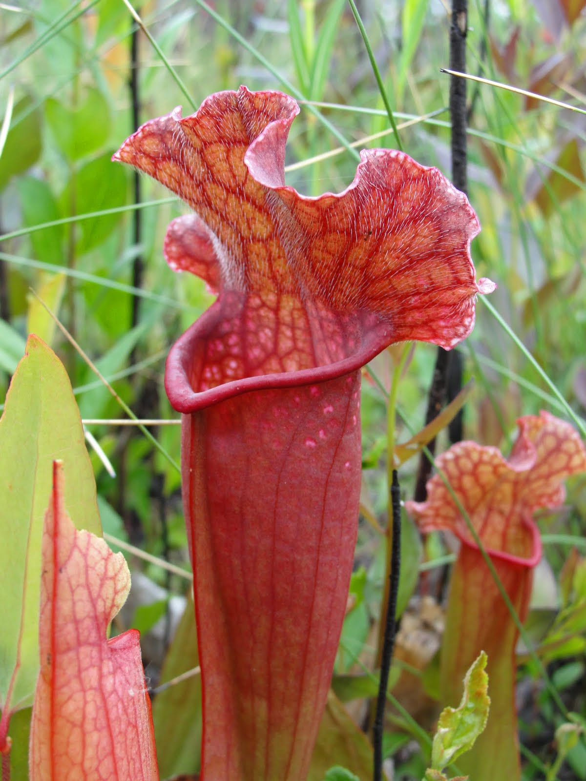 onward, westward Pitcher plants in bloom