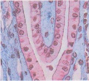 Organisation tissulaire: I. Le tissu épithéliale = L.épithélium.