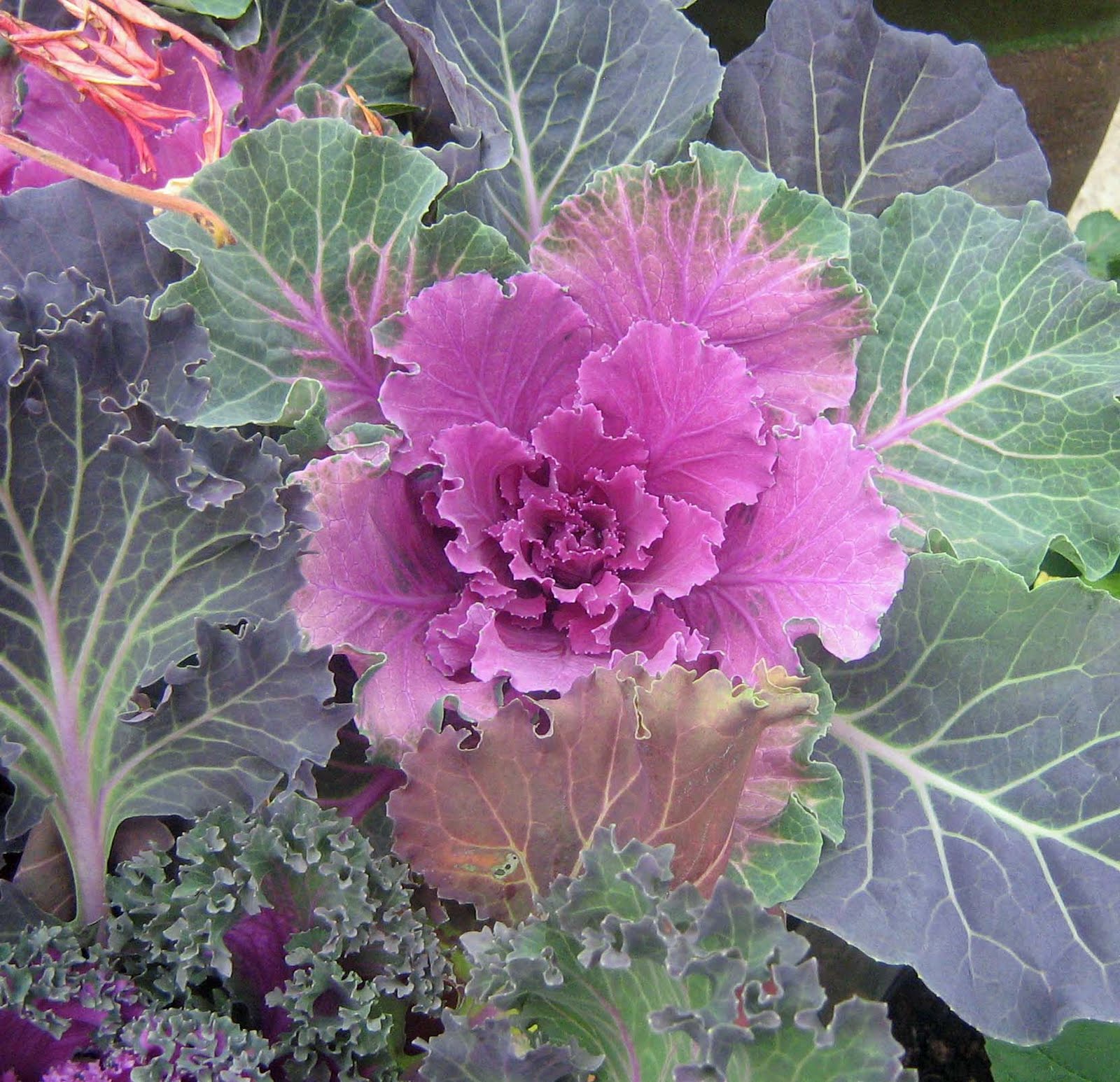 Mill Garden Centre Ornamental Kale
