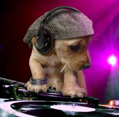 animal dj