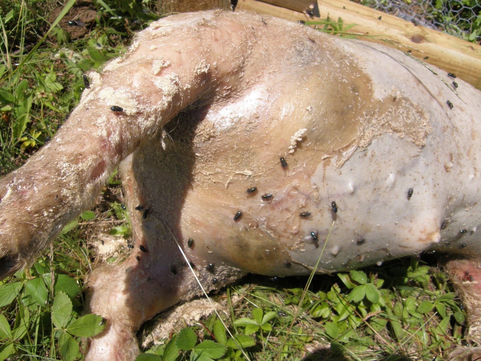[Pig+5c.JPG]