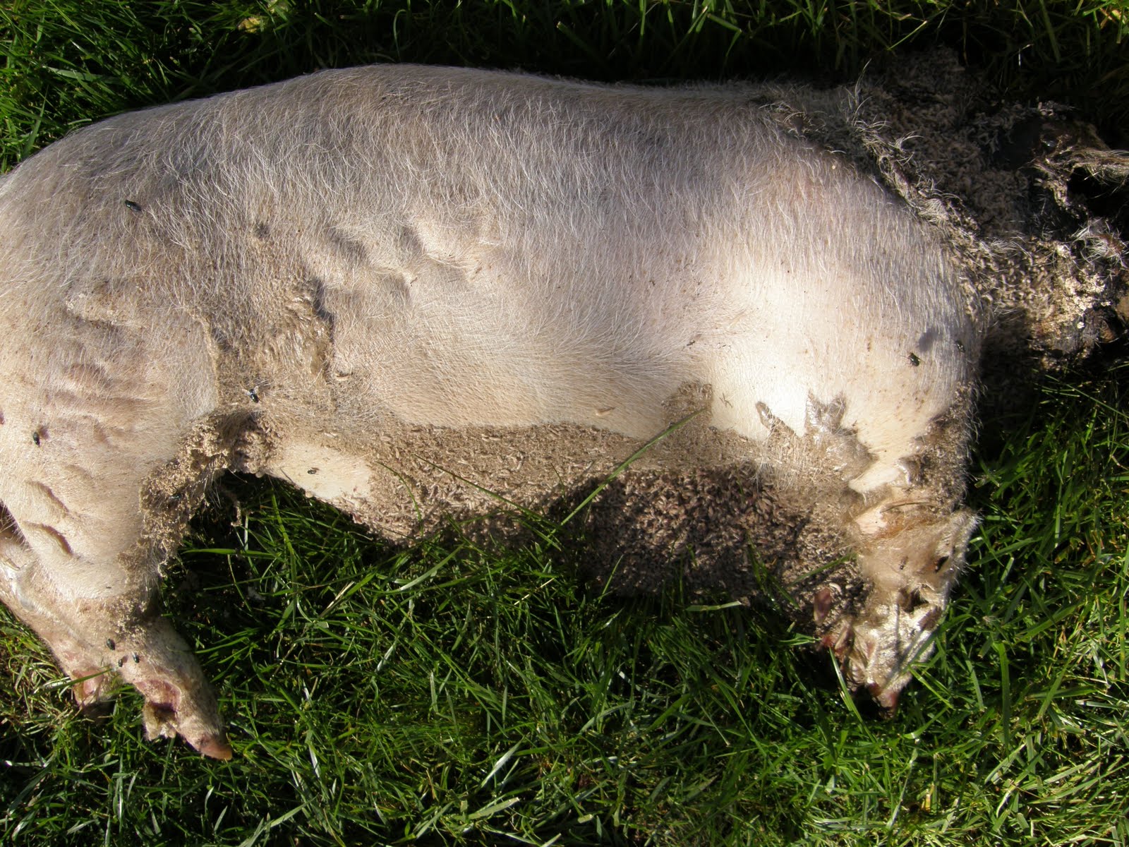[Pig+4a.JPG]