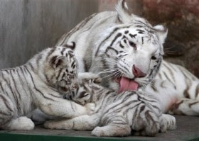White Asian Tiger