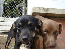 Perros abandonados