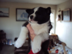 Karelian Bear Dog Female Puppy