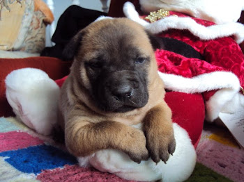 Fawn Thai Ridgeback Male Puppy