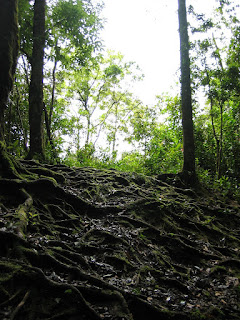 Some tree roots on trail 8