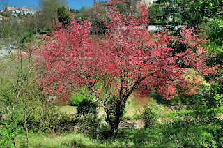 Cornus florida Verde em Folha