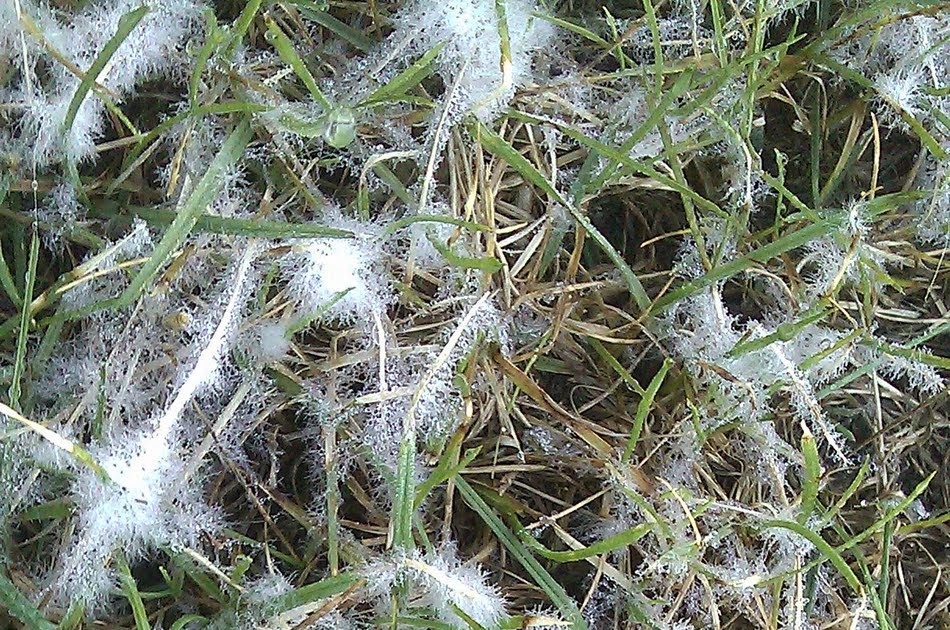 pythium blight