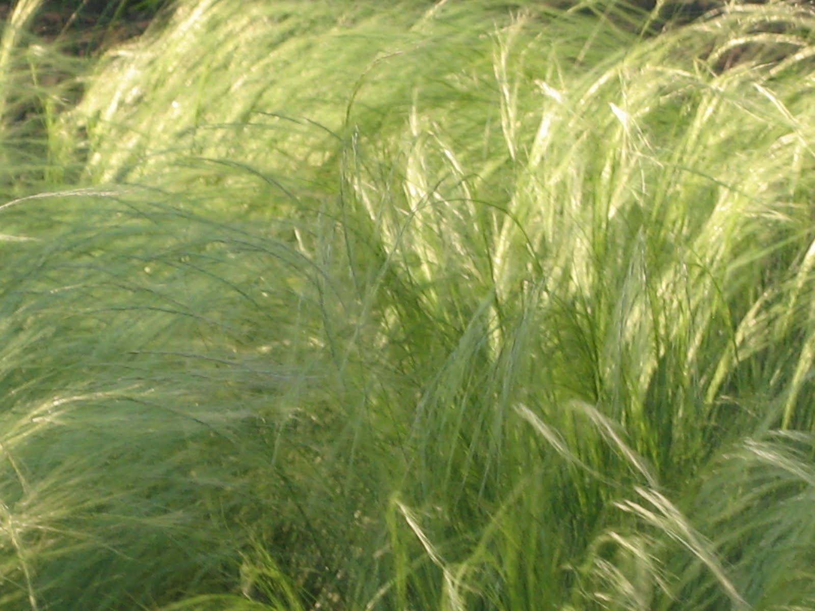 Lisa Bonassin's Garden What's Blooming Now Mexican Feather Grass 04