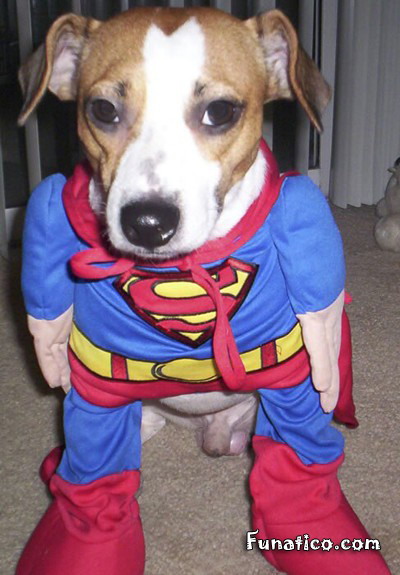 super+dog.jpg