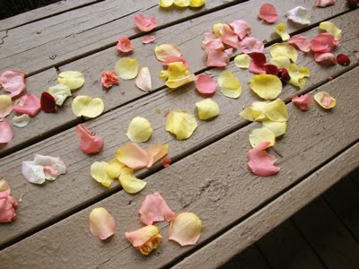 [petals+on+bench.jpg]