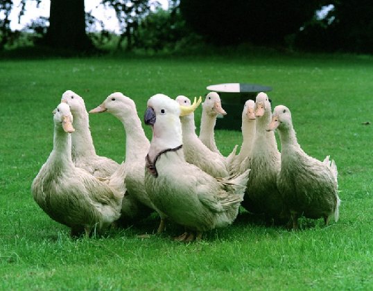 [gente+falsa+10-720854.jpg]