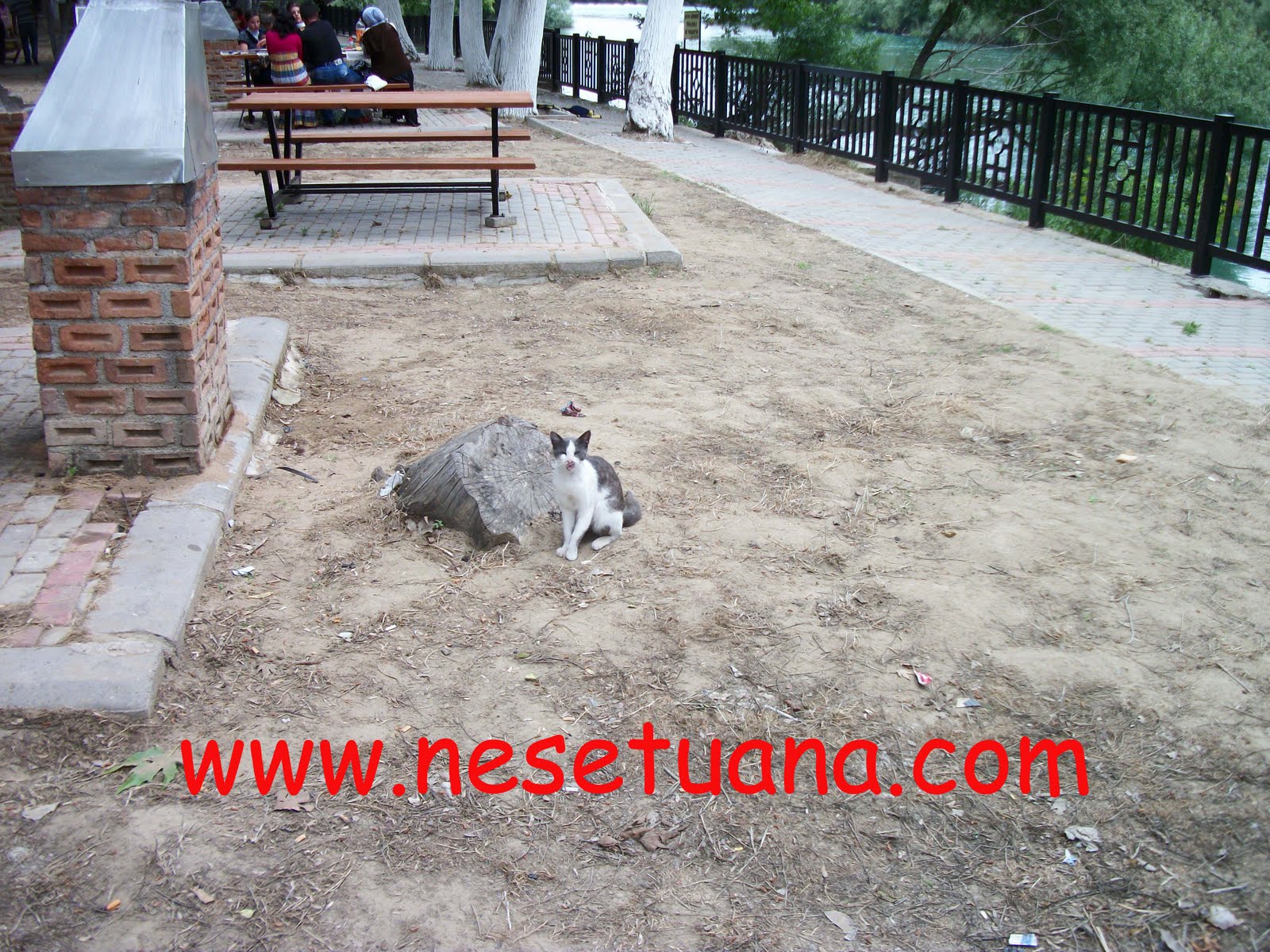 Neşe Tuana Kediler Nankörmüdür?