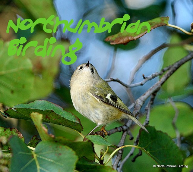 Northumbrian Birding, birding in Northumberland & Durham