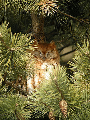 Eastern Screech Owl. Eastern Screech-Owl