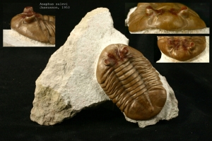 Trilobite from ordovician claystone