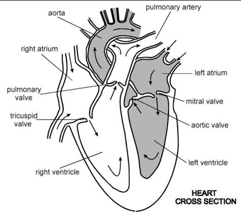 Mike's Amazing World of Science: The Human Heart