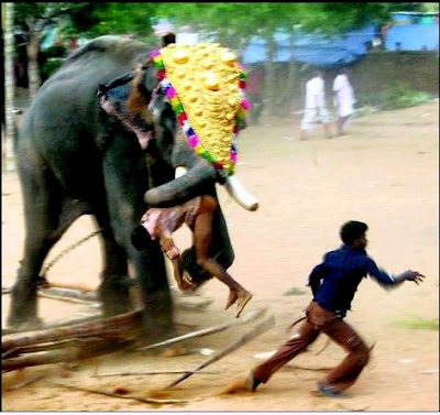 Elephant Attack Kerala