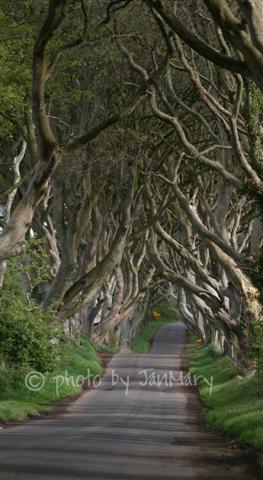 [dark+hedges+0305+4w+(Small).jpg]