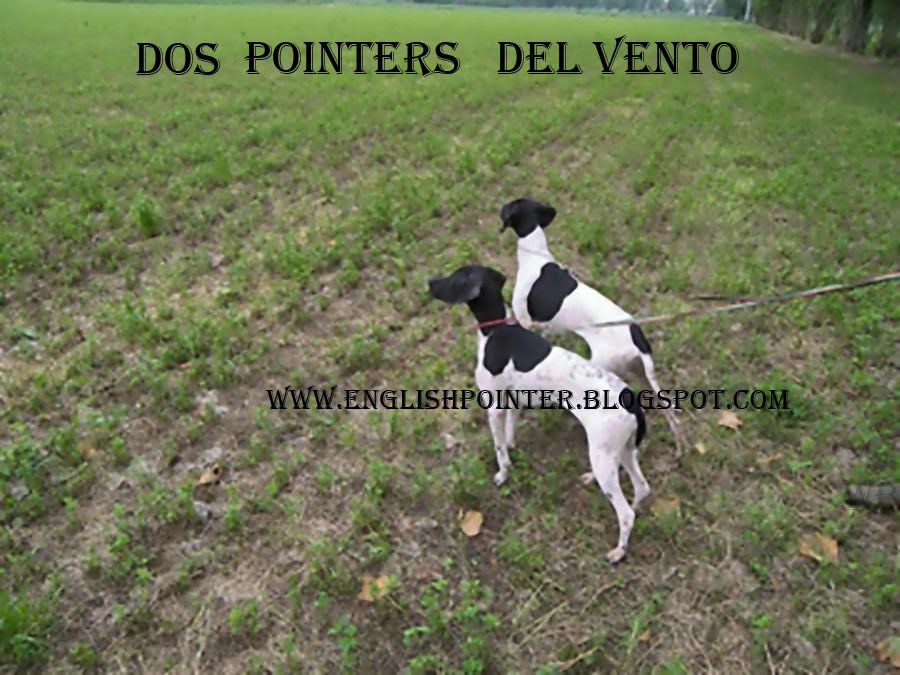 DOS POINTERS   '' DEL VENTO  ''