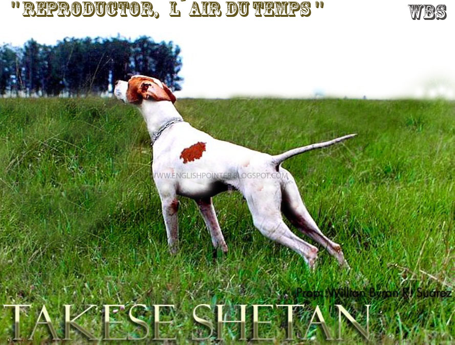 ENGLISH POINTER