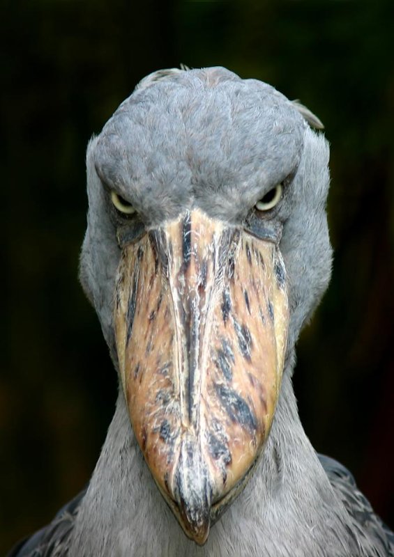 shoebill.jpg