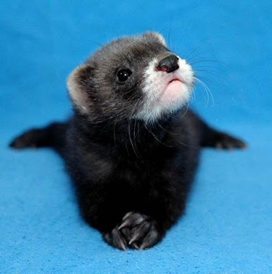 adorable ferrets