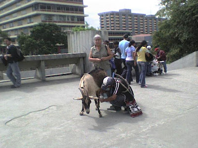 revisión masaje estilo perrito revisión masaje estilo perrito