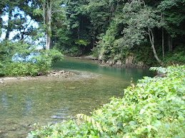 "Shark River" Toco