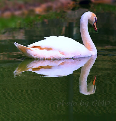 Pengambar Photography Bagai Itik Pulang Petang