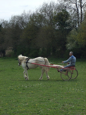Le poney attelé... DSCF1514