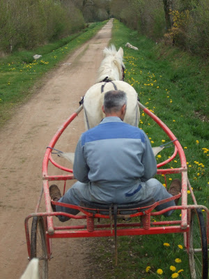 Le poney attelé... DSCF1527